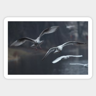 Gull on landing Sticker